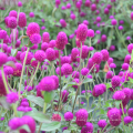 Top quality tropial ornamental plant purple color tall Globe amaranth seeds for sale